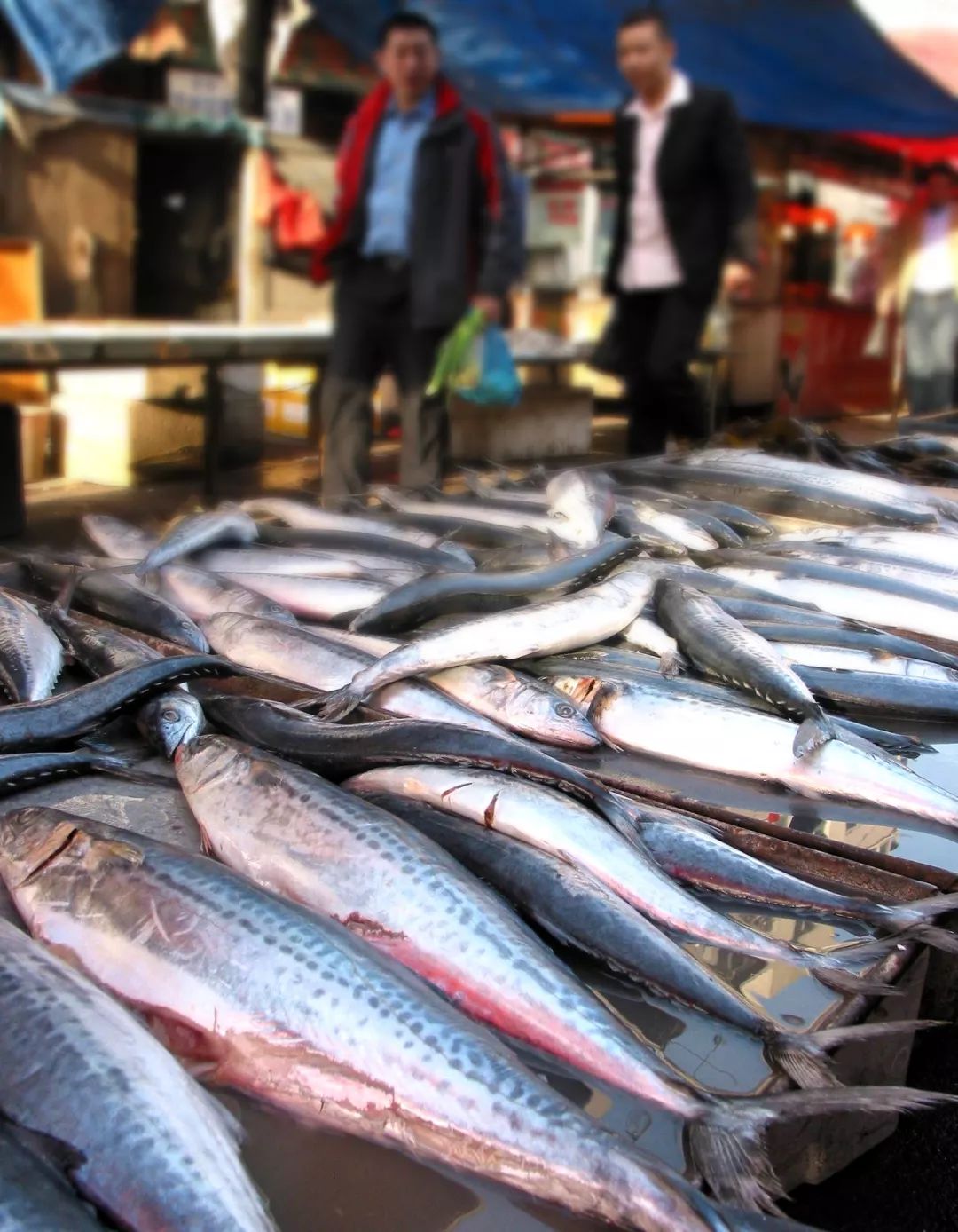 青島女婿注意啦!春鲅魚(yú)即將上市,最全的采買(mǎi)攻略來(lái)啦!