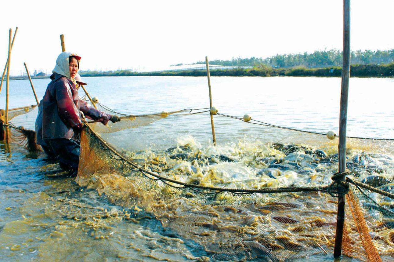 你的水產(chǎn)動物長期處在應激狀態(tài)，必須要高度重視!