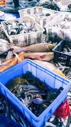 第一網(wǎng)下去收獲200多斤魚!中山海鮮季又來啦