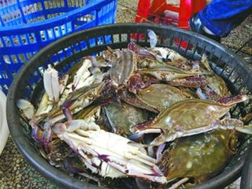 記者探訪 梭子蟹今年交易量創(chuàng)紀錄 最低僅售2.5元一斤