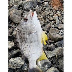 尚鮮水產(chǎn)產(chǎn)品展示與品質(zhì)評(píng)析