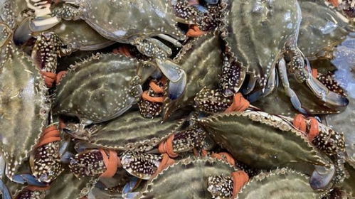 新春佳節(jié)水產(chǎn)熱銷(xiāo)，市場(chǎng)火爆喜迎銷(xiāo)售高峰