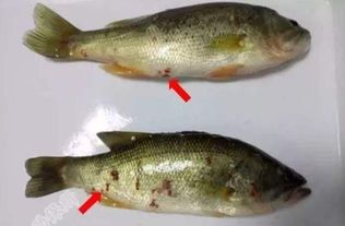 加州鱸細(xì)菌性腸炎的無(wú)抗防控策略