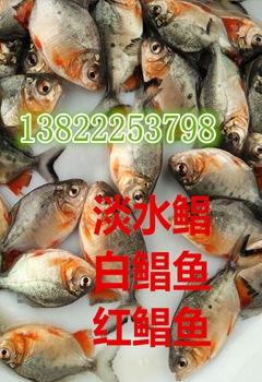 邵陽(yáng)魴魚(yú)苗選購(gòu)指南 優(yōu)質(zhì)供應(yīng)商推薦與誠(chéng)意合作建議